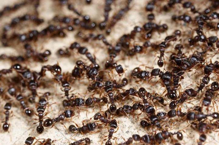 Service anti-insectes Beaujolais