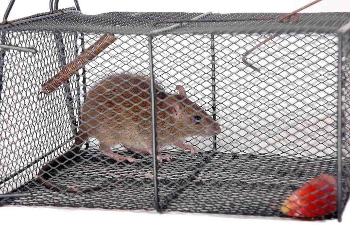 Élimination efficace des rats et souris