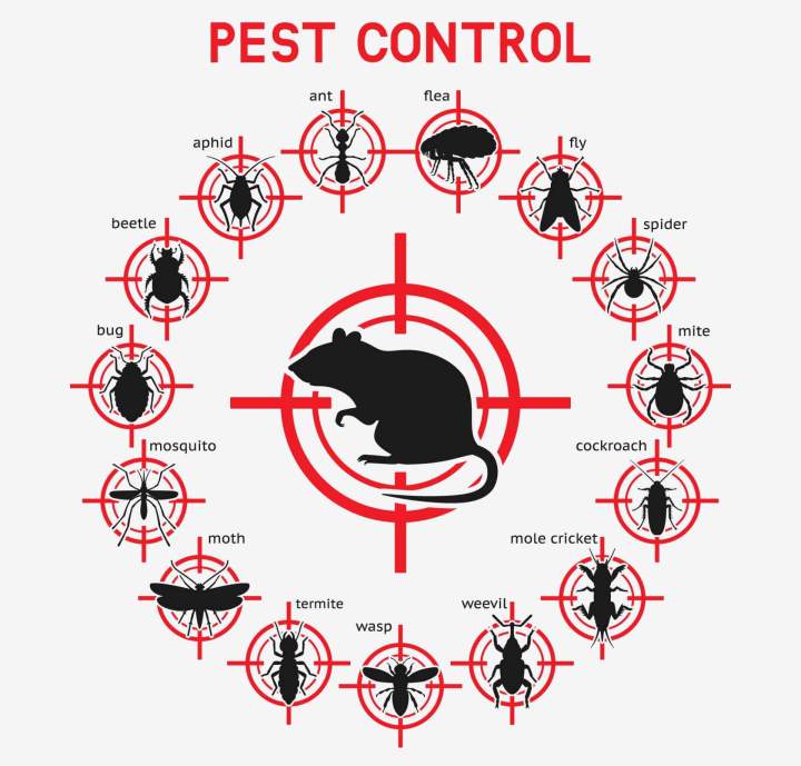Lutte contre les rats Beaujolais 