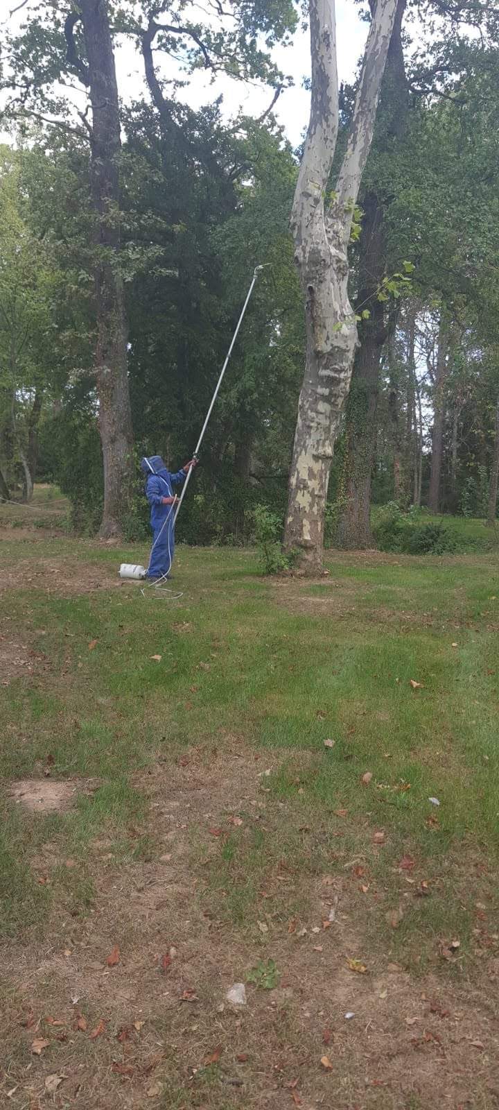Expert en destruction de guêpes Beaujolais 