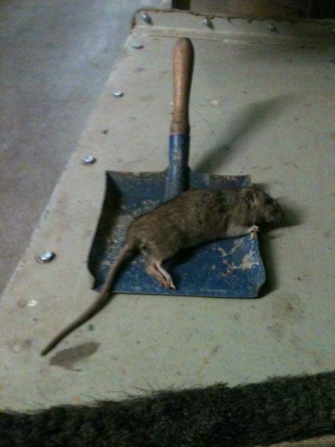 Traitement contre les souris Beaujolais