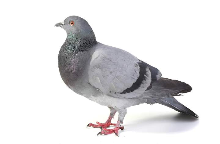 Pigeon Beaujolais