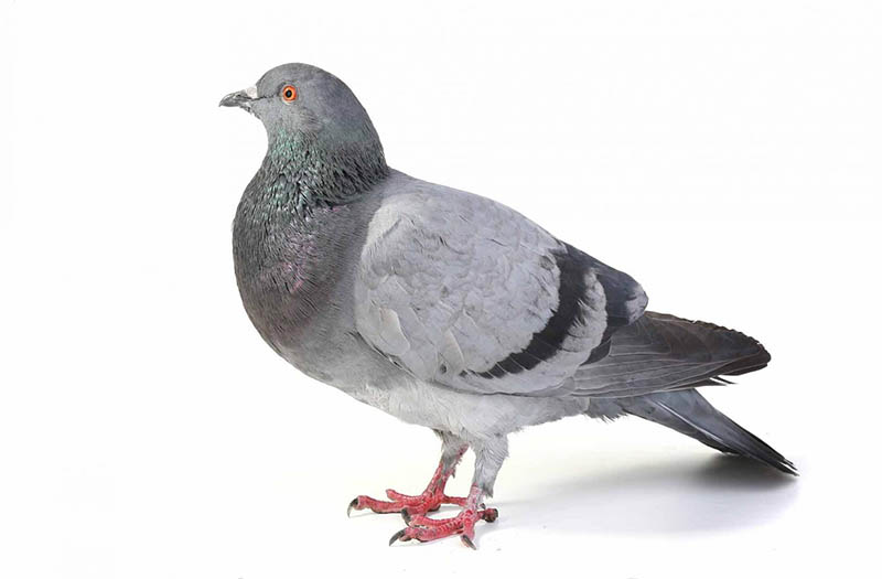 Fourniture ou pose de filet anti pigeon : Devis sur Techni-Contact